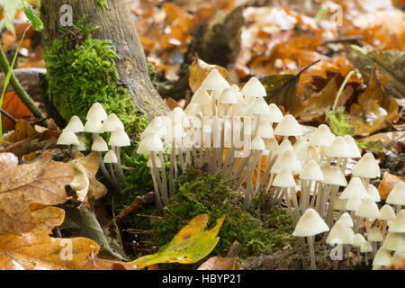 Winzige Motorhaube Fliegenpilze, unbekannte Arten. Sussex, UK. Oktober. Stockfoto