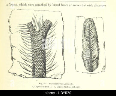 Lehrbuch der Geologie... Dritte Auflage, überarbeitet und erweitert Bild entnommen Seite 841 von "Lehrbuch der Geologie Stockfoto