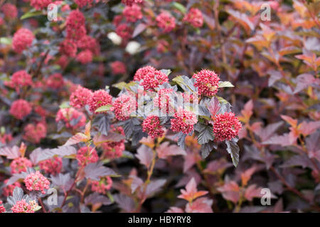 Physocarpus Opulifolius im Hochsommer. Stockfoto