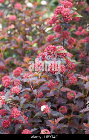 Physocarpus Opulifolius im Hochsommer. Stockfoto