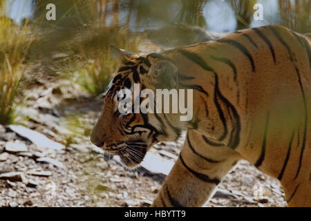 Wilden Bengal Tiger (Panthera Tigris Tigris) zu Fuß in ihrem natürlichen Lebensraum, Ranthambore Nationalpark, Indien Stockfoto