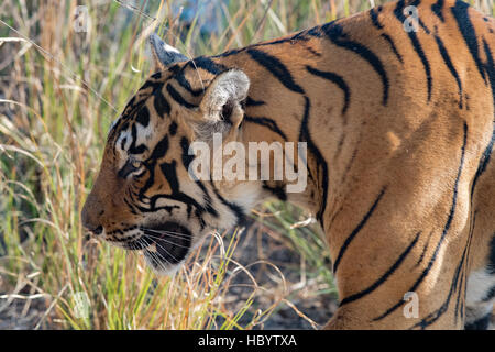 Wilden Bengal Tiger (Panthera Tigris Tigris) zu Fuß in ihrem natürlichen Lebensraum, Ranthambore Nationalpark, Indien Stockfoto