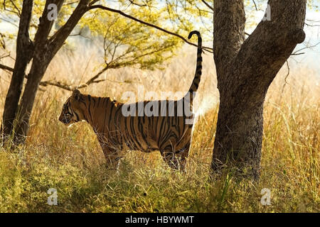 Wilden Bengal Tiger (Panthera Tigris Tigris) zu Fuß in ihrem natürlichen Lebensraum, Ranthambore Nationalpark, Indien Stockfoto