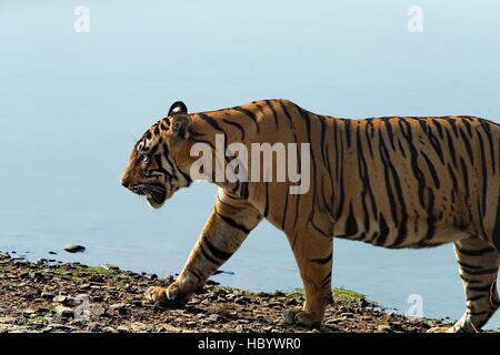 Wilden Bengal Tiger (Panthera Tigris Tigris) zu Fuß in ihrem natürlichen Lebensraum, Ranthambore Nationalpark, Indien Stockfoto