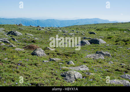 Wildgras auf Highland Wiese im Sommer in Artvin in der Türkei Stockfoto