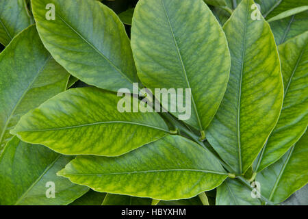 Junge Zitrone Blätter, Zweig 'Citrus Limon'. Stockfoto