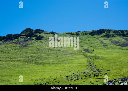 Wildgras auf Highland Wiese im Sommer in Artvin in der Türkei Stockfoto