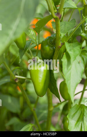 Chili Peppers wachsen auf Pflanzen im Garten - USA Stockfoto