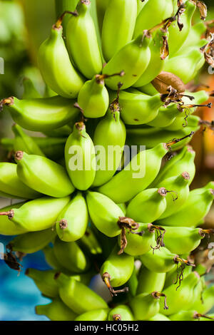 Unreife Bananen Haufen auf Baum wächst Stockfoto