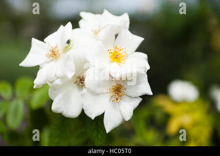 Moschus rose (Rosa Moschata) Blumen - USA Stockfoto