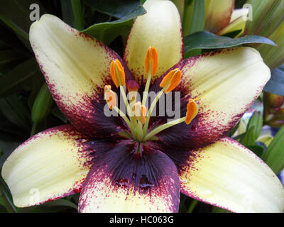 Nahaufnahme der blühende weiße und violette Lilie Blume mit Orange Velvet Pollen Stockfoto