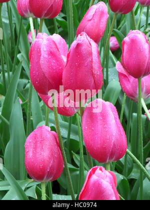 Reihe von lebendigen Rosa blühenden Tulpen mit grünen Blättern im sanften Licht regen Stockfoto