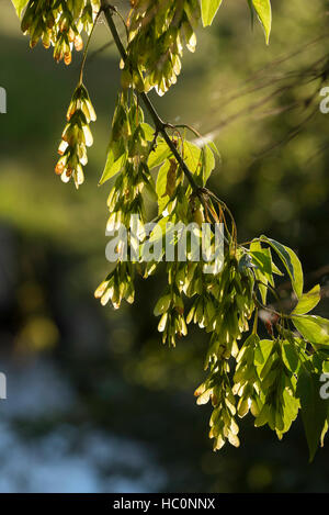 Box Elder Zweige mit Samenkapseln, Wallowa Valley, Oregon. Stockfoto