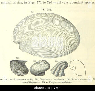 Bild entnommen Seite 558 von ' [Handbuch für Geologie: Behandlung der Prinzipien der Wissenschaft mit besonderem Bezug auf amerikanische geologische Geschichte... Überarbeitete Auflage.] " Bild entnommen Seite 558 von ' [Handbuch der Geologie zu behandeln Stockfoto