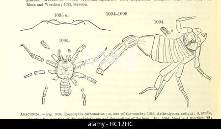 Bild von Seite 688 ' [Handbuch für Geologie: Behandlung der Prinzipien der Wissenschaft mit besonderem Bezug auf amerikanische geologische Geschichte... Überarbeitete Auflage.] " Bild von Seite 688 ' [Handbuch der Geologie zu behandeln Stockfoto