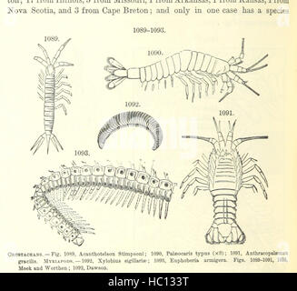 Bild von Seite 688 ' [Handbuch für Geologie: Behandlung der Prinzipien der Wissenschaft mit besonderem Bezug auf amerikanische geologische Geschichte... Überarbeitete Auflage.] " Bild von Seite 688 ' [Handbuch der Geologie zu behandeln Stockfoto