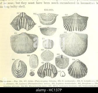 Bild entnommen Seite 517 von ' [Handbuch für Geologie: Behandlung der Prinzipien der Wissenschaft mit besonderem Bezug auf amerikanische geologische Geschichte... Überarbeitete Auflage.] " Bild entnommen Seite 517 von ' [Handbuch der Geologie zu behandeln Stockfoto