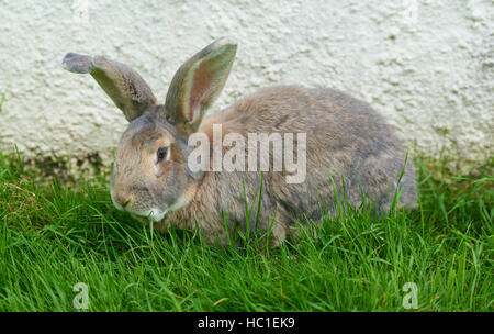 Riesige hellen Kaninchen auf Rasen gegen eine Wand Stockfoto