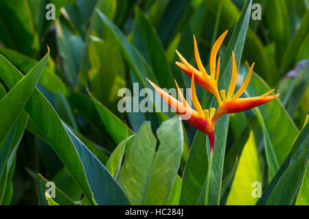 Heliconia Hummer-Krallen Blume im Garten Stockfoto