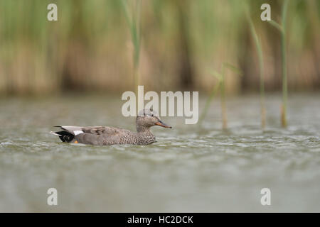 Gadwall Ente / Schnatterente (Anas Strepera), Männlich, Drake, auf einem Körper des Wassers in typischen natürlichen Umgebung schwimmen. Stockfoto