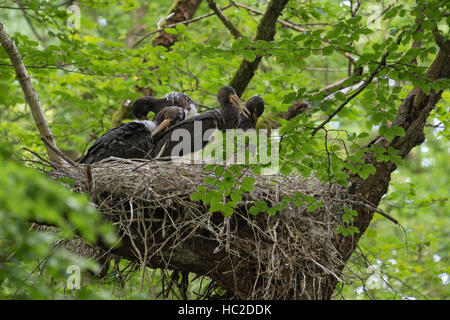 Schwarze Störche (Ciconia Nigra), nachkommen, Küken im Nest, nisten hoch oben in einer alten Buche, Reinigung ihr Gefieder. Stockfoto