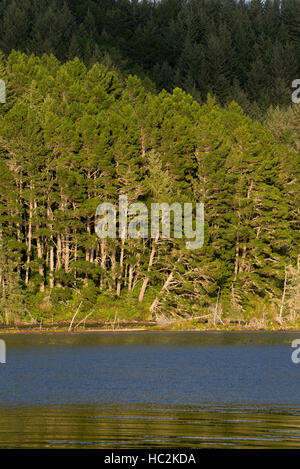 Bewaldeten Ufer des Tahkenitch Sees, in der Oregon Dunes National Recreation Area, Oregon. Stockfoto