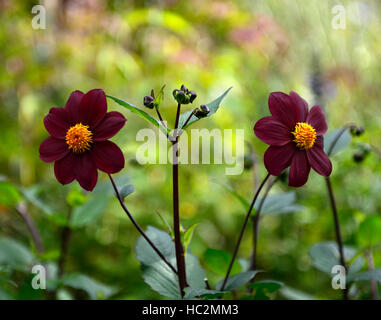 dunkel rot lila einzelne Dahlien Dahlien Sämling zwei Twin Blumen Blume Blüte Staude RM Floral Stockfoto