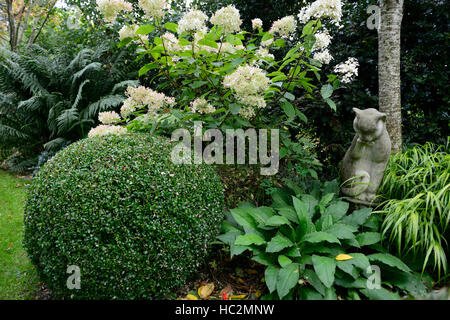 Hortensia paniculata weiß Blumen panicle pulmonaria Ball box topiary Katze Statue RM Floral Stockfoto