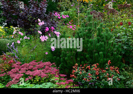 Mix gemischte Bett Rand Anzeige Kosmos dahlia rosa lila Blüten Blühend RM Floral Stockfoto