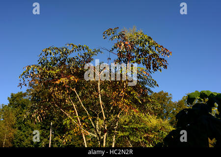 Aralia echinocaulis chinesischer Baum stacheliger Stamm Stamm Zweige selten RM Blumen Stockfoto