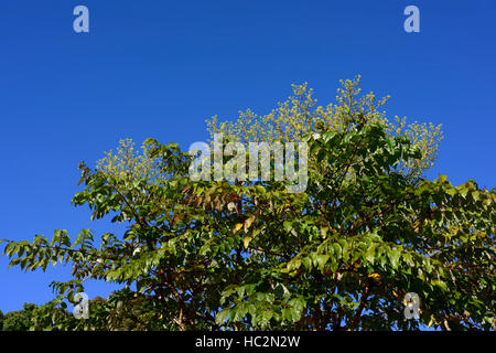 Aralia echinocaulis chinesischer Baum stacheliger Stamm Stamm Zweige selten RM Blumen Stockfoto