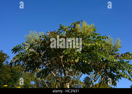 Aralia echinocaulis chinesischer Baum stacheliger Stamm Stamm Zweige selten RM Blumen Stockfoto