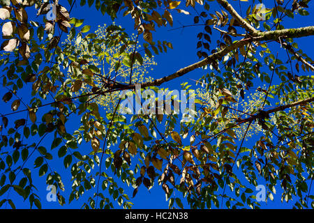 Aralia echinocaulis chinesischer Baum stacheliger Stamm Stamm Zweige selten RM Blumen Stockfoto