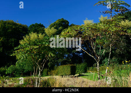 Aralia echinocaulis chinesischer Baum stacheliger Stamm Stamm Zweige selten RM Blumen Stockfoto