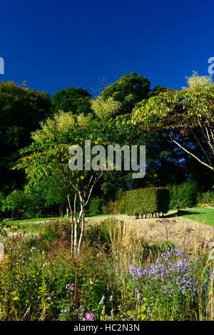 Aralia echinocaulis chinesischer Baum stacheliger Stamm Stamm Zweige selten RM Blumen Stockfoto