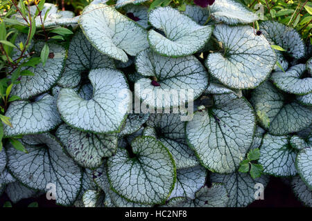 Brunnera Macrophylla Jack Frost Telekie Brunnera sibirischen Bugloss bunte Laub Blätter Schatten schattige schattiert RM Floral Stockfoto