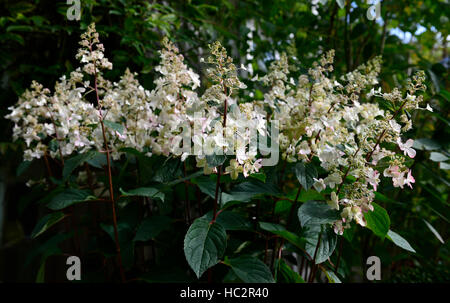 Hortensie Pinky winky weiße Blume Blumen Blüte Spitze Turmspitze Blümchen Röschen Strauch Sträucher blühfreudig RM Floral Stockfoto