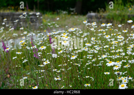 Leucanthemum Vulgare Oxeye Gänseblümchen Gänseblümchen Teppich Blume Blumen Blüte Show Display Fülle Verbreitung Stockfoto