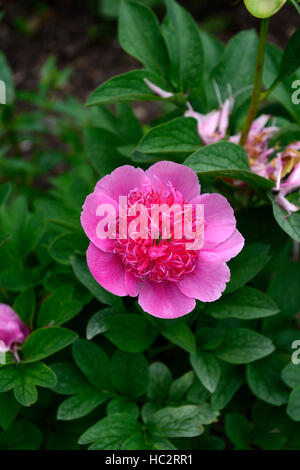Paeonia Officinalis Anemoniflora Pfingstrose Pfingstrosen rosa Blume Blumen Blüte mehrjährige Bett Grenze RM Floral Stockfoto