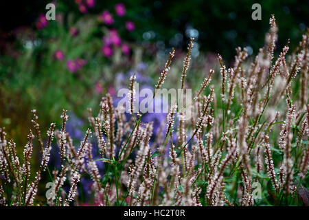 Persicaria Amplexicaulis Alba weiße mehrjährige Stauden Blume Blumen Blüte Sommer RM Floral spike Stockfoto