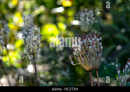 Primula Florindae, Seedhead Seedheads japanische Primel Primeln Samen fruchtbaren Garten RM-Floral Stockfoto