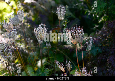 Primula Florindae, Seedhead Seedheads japanische Primel Primeln Samen fruchtbaren Garten RM-Floral Stockfoto