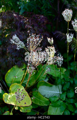 Primula Florindae, Seedhead Seedheads japanische Primel Primeln Samen fruchtbaren Garten RM-Floral Stockfoto