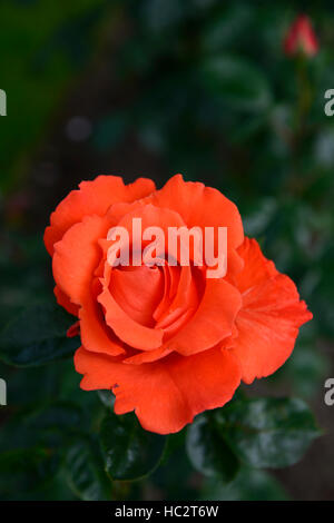 Rosa Alexander Harlex Orange-rot rose Rosen Hybride Tee Strauch Blume Blumen Blüte Blüte blüht RM Floral Stockfoto