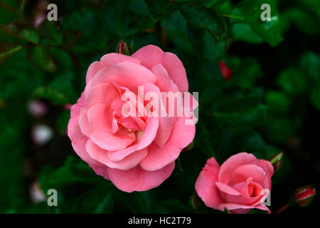 Rosa Anna Livia Kormetter rose Blume rosa Edelrosen blühen Blumen duftenden duftenden RM-Floral Stockfoto