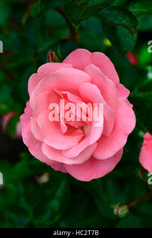 Rosa Anna Livia Kormetter rose Blume rosa Edelrosen blühen Blumen duftenden duftenden RM-Floral Stockfoto