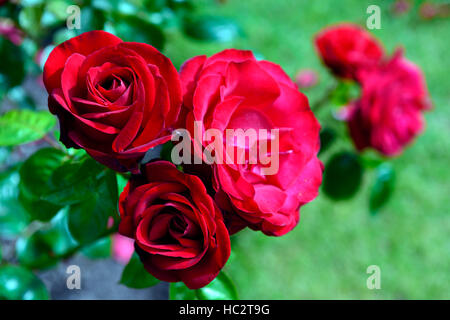 Rosa Dublin Bucht Macdub rote rose Rosen Klettern Kletterer Blume Blüte Blumen duftenden duftenden RM Floral Stockfoto