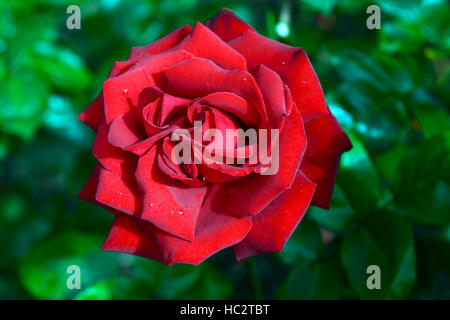 Rosa Ingrid Bergman Poulman roten Hybrid Teerose Rosen Blume Blumen Blüte blühende Duft parfümiert duftende RM Floral Stockfoto