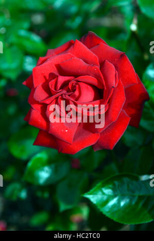 Rosa Ingrid Bergman Poulman roten Hybrid Teerose Rosen Blume Blumen Blüte blühende Duft parfümiert duftende RM Floral Stockfoto