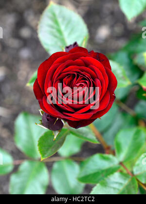 Rosa Intrigen Korlech Floribunda Rosen Blume Blüte Blumen duftenden duftenden Strauch Sträucher RM Floral Stockfoto